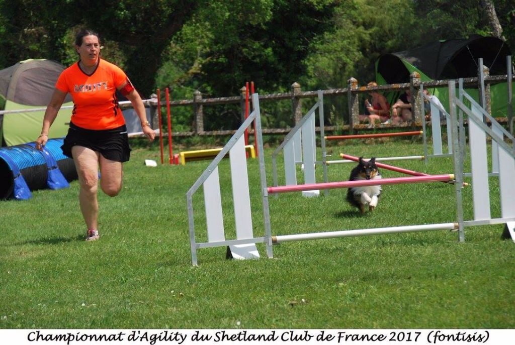 CH. Iakari brun des Jardins de Becky