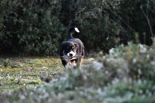 Venom ofgod hades des Crocs de Provence