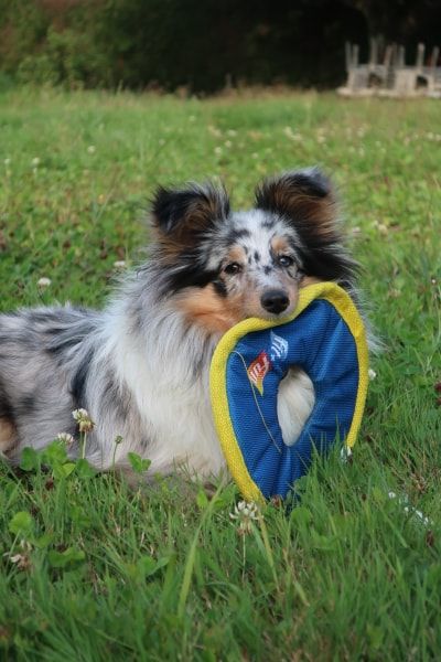 Olga papillon bleue des Crocs de Provence