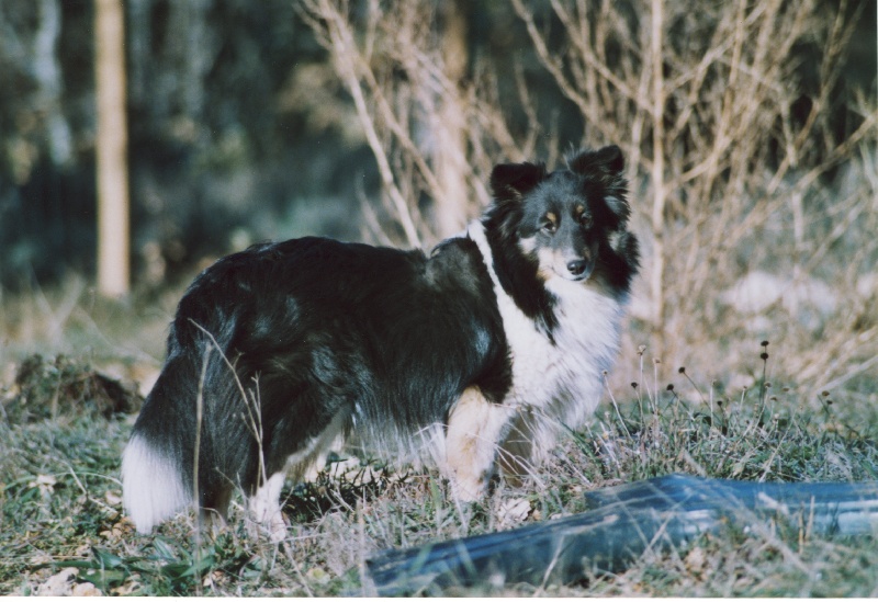 Victoria brune du Grand Pre D'Ortignac