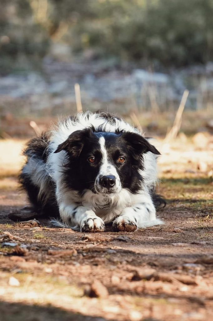 Rikie des Crocs de Provence