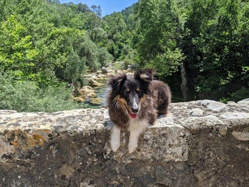 Super rocky brun des Crocs de Provence