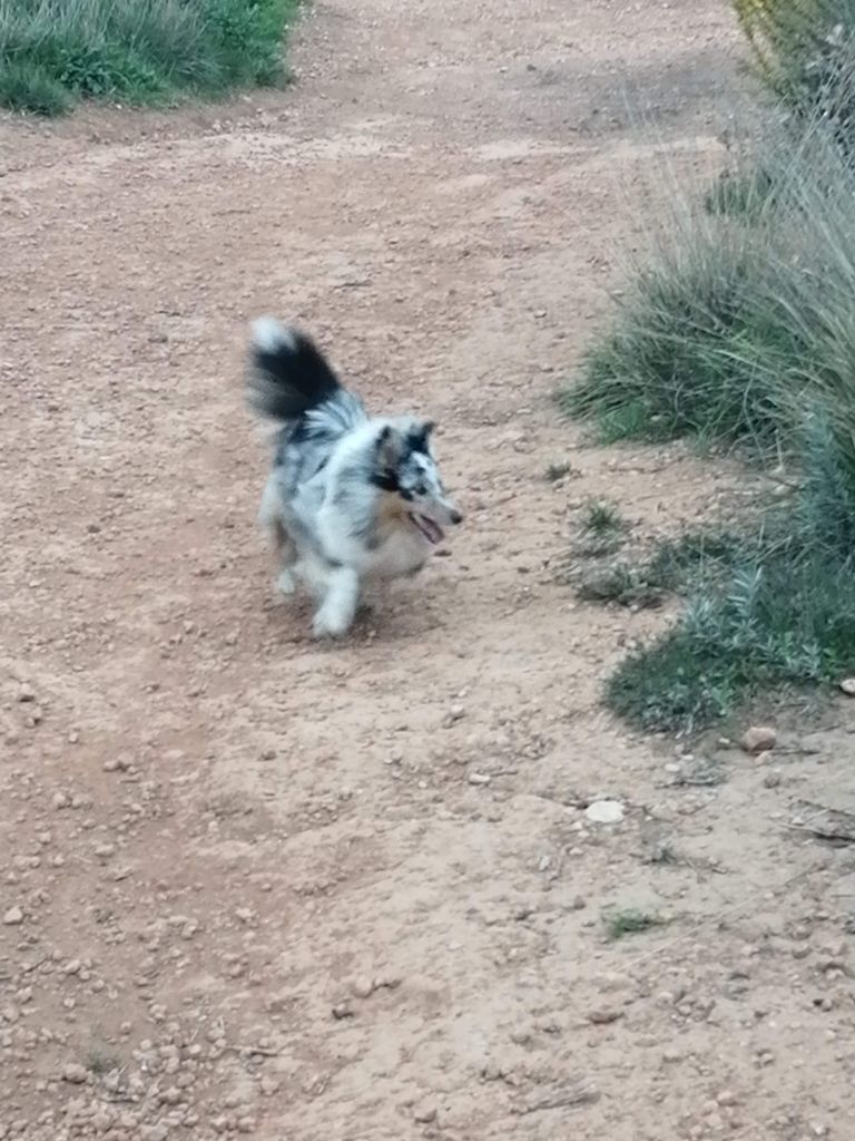 Olga papillon bleue des Crocs de Provence