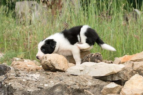 Odyssée des Crocs de Provence