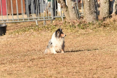 CH. Maenerys khaleesi story la bleue du grain de soleil