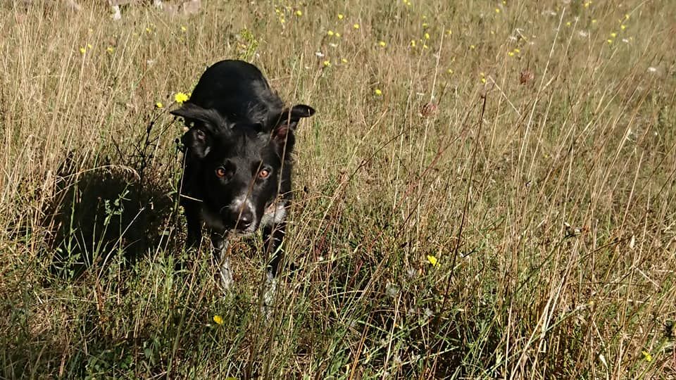 Occhiolino des Crocs de Provence