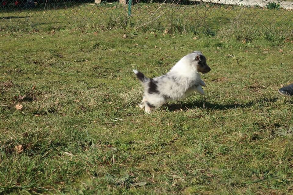 Olga papillon bleue des Crocs de Provence