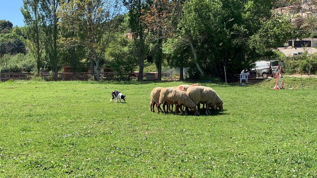 Rikie des Crocs de Provence