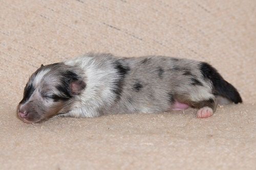 Shiro bleu des Crocs de Provence