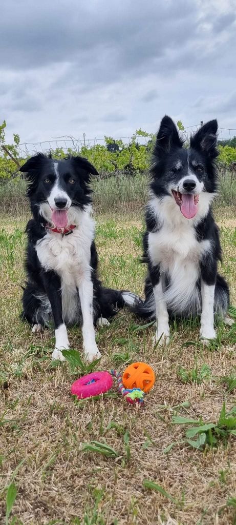 Ruby des Crocs de Provence