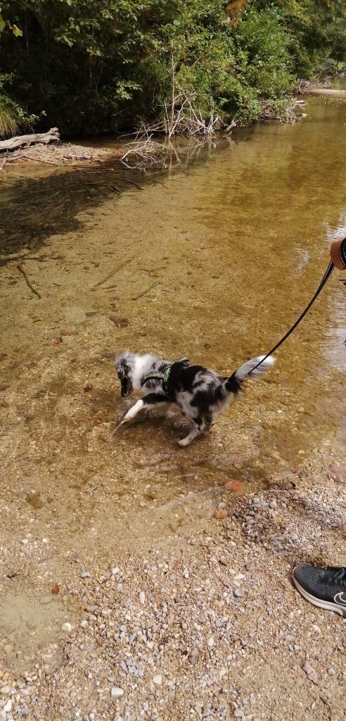 Rebel la bleue des Crocs de Provence