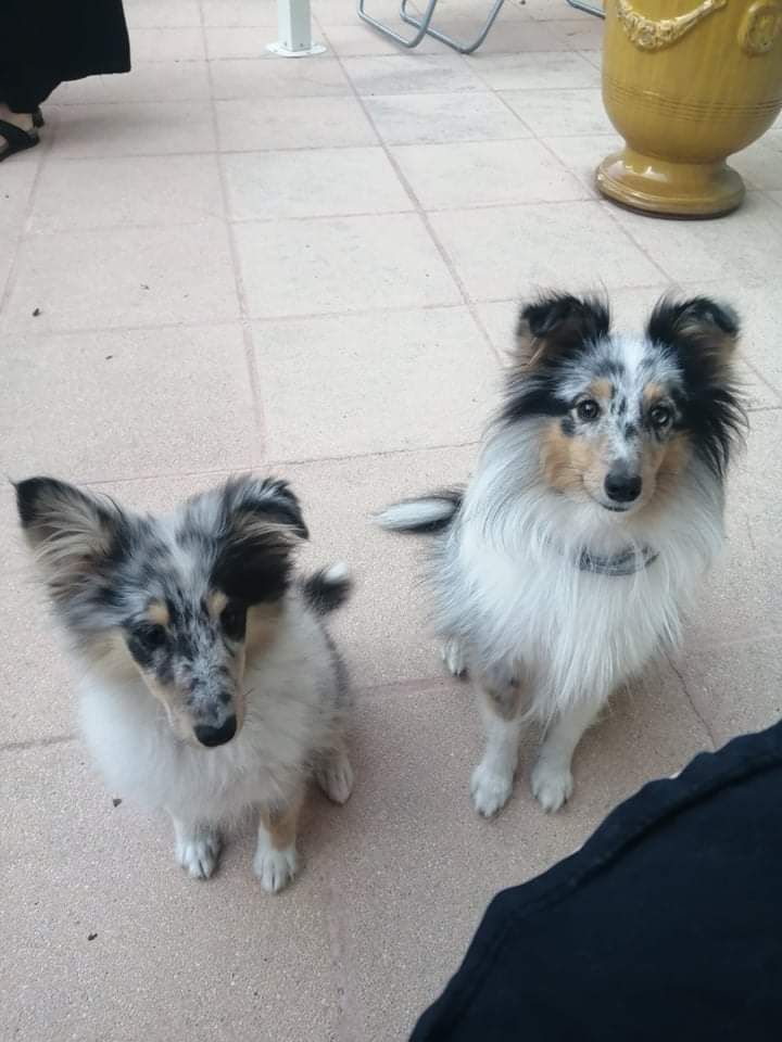 Olga papillon bleue des Crocs de Provence