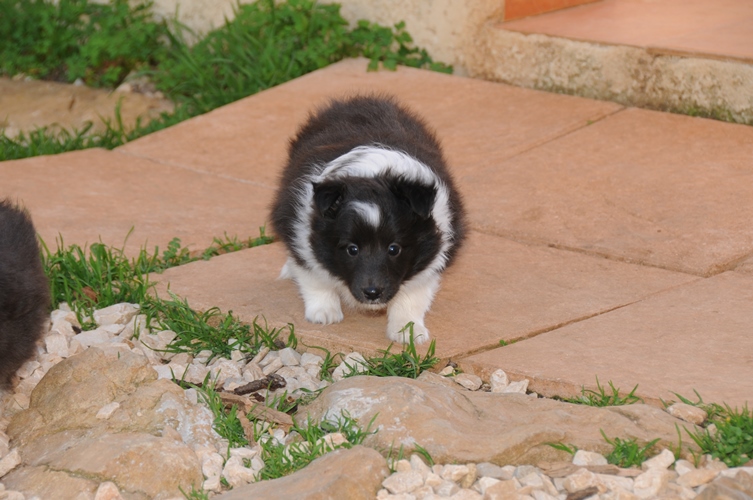 Idylle noire des Crocs de Provence