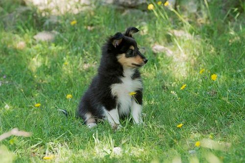 Sansa brune des Crocs de Provence