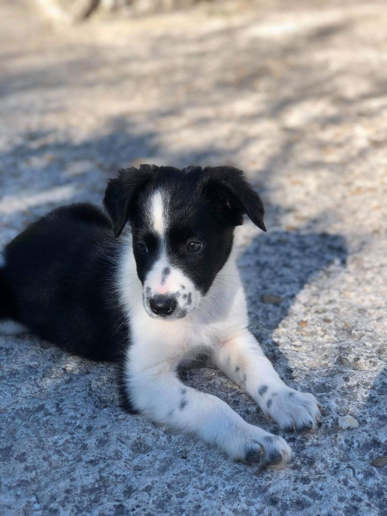 Rikie des Crocs de Provence