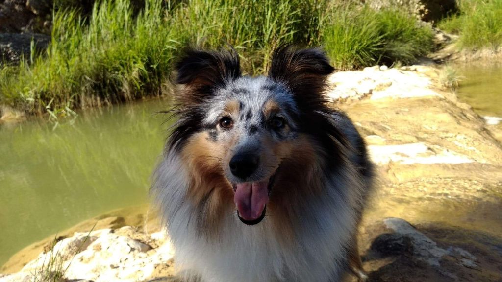 Olga papillon bleue des Crocs de Provence