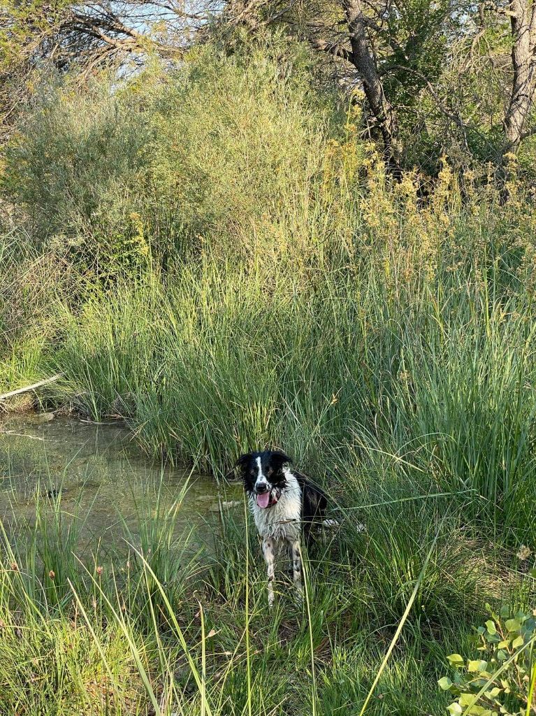 Rikie des Crocs de Provence