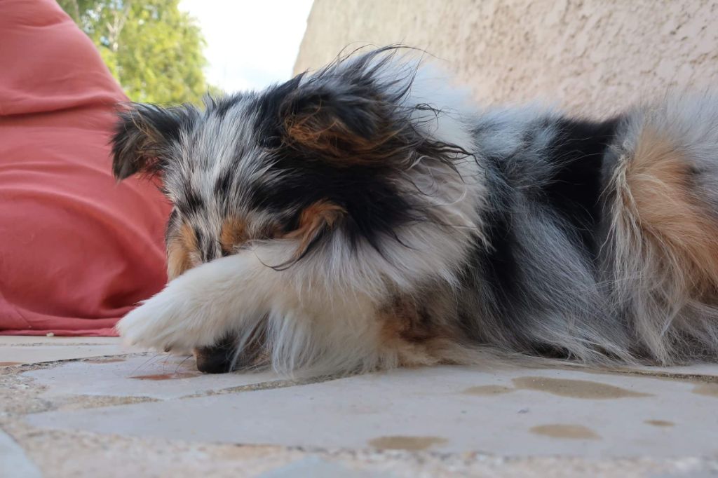 Olga papillon bleue des Crocs de Provence