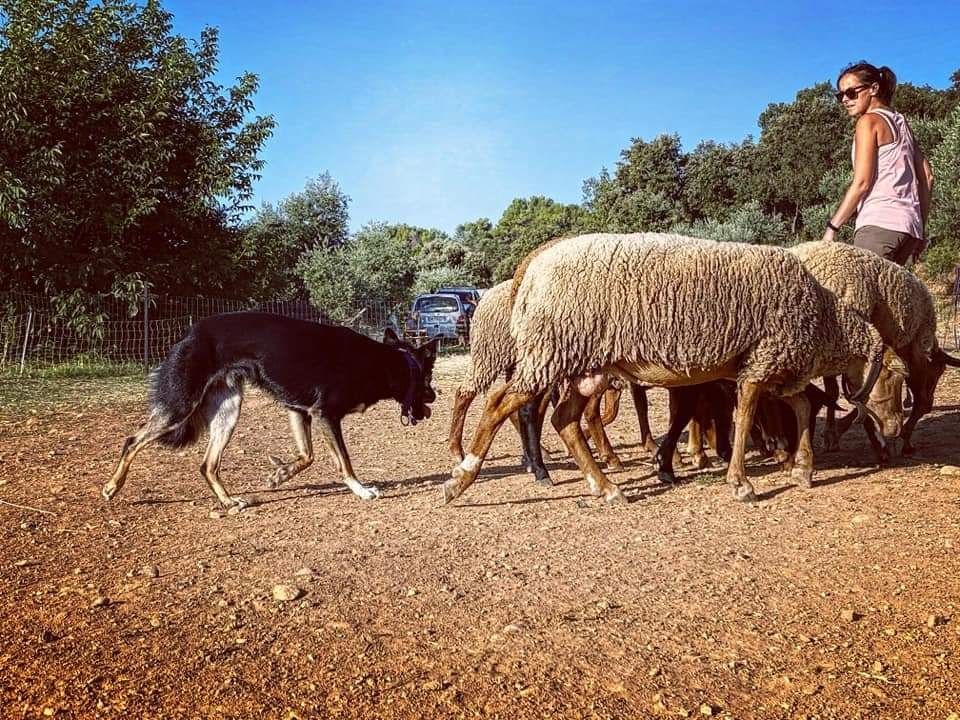 Sao des Crocs de Provence