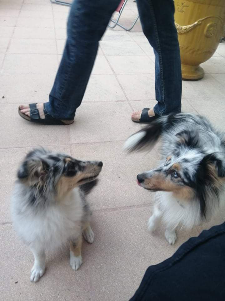 Olga papillon bleue des Crocs de Provence