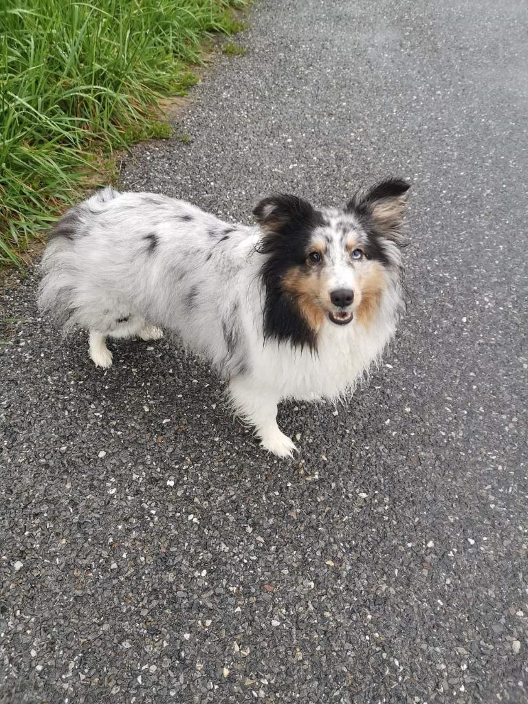 Roxie bleue des Crocs de Provence