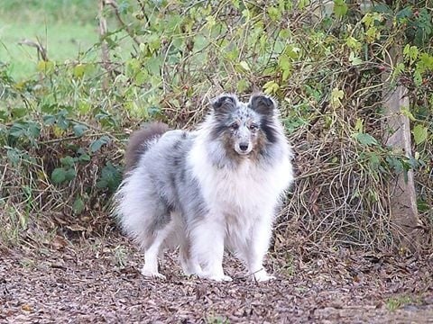 First lady la bleue des Crocs de Provence