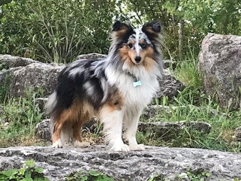 Tiago blue des Crocs de Provence