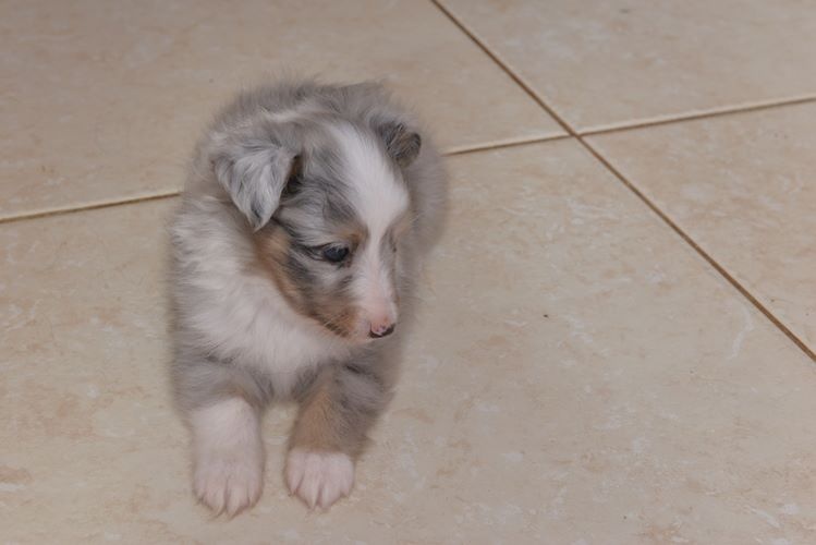 Jessy bleue des Crocs de Provence