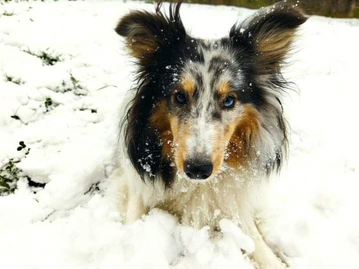 Roxie bleue des Crocs de Provence