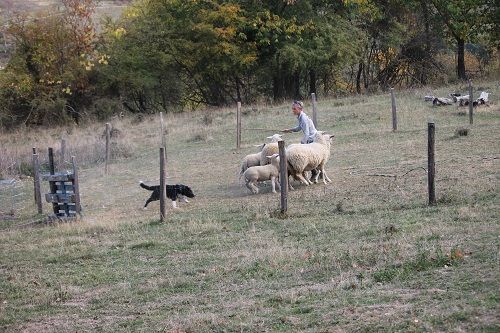 Nyméria des Crocs de Provence