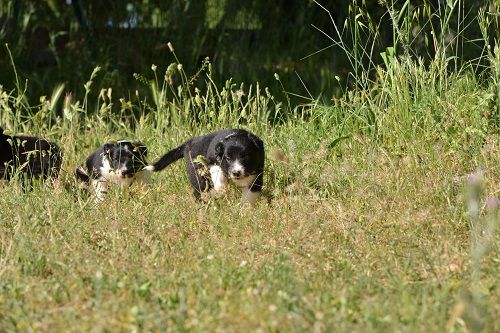 Nyméria des Crocs de Provence