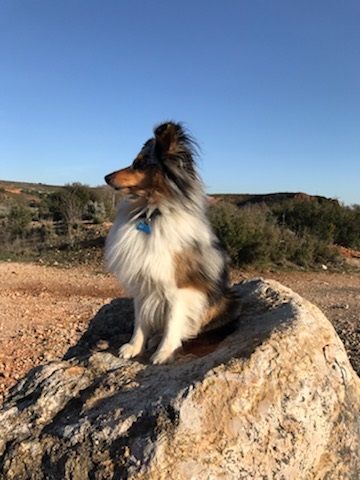 Tiago blue des Crocs de Provence