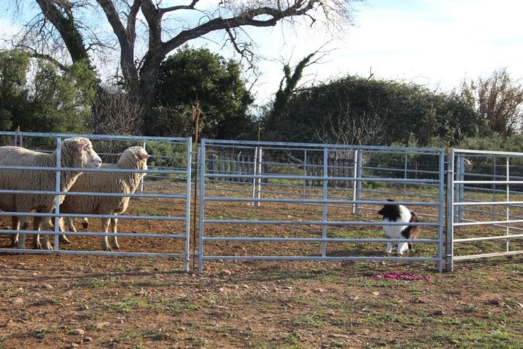 Idylle noire des Crocs de Provence