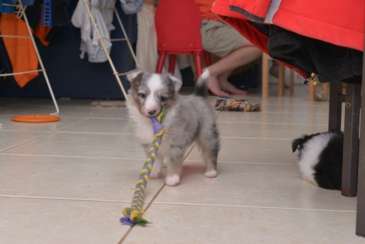 Jessy bleue des Crocs de Provence