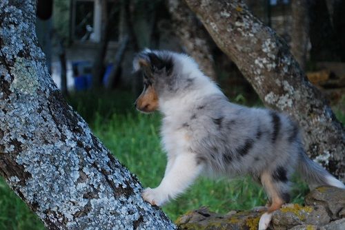 Seiya bleue des Crocs de Provence