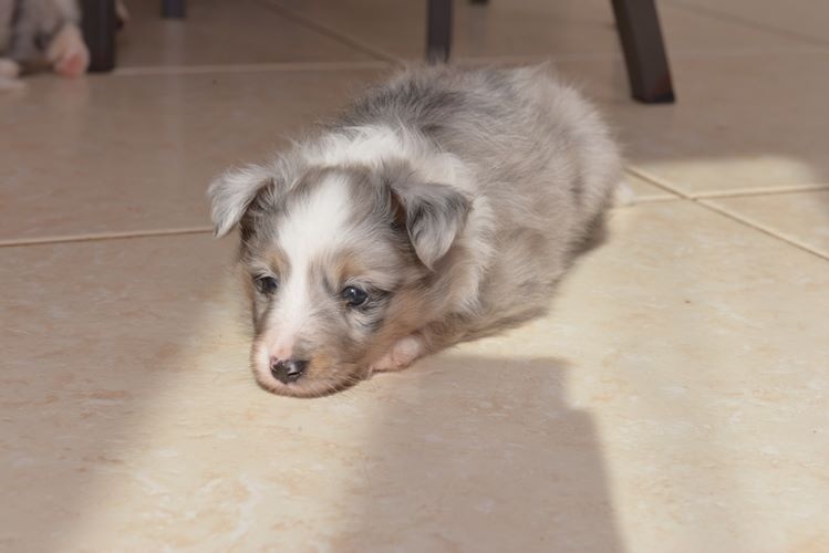 Jessy bleue des Crocs de Provence