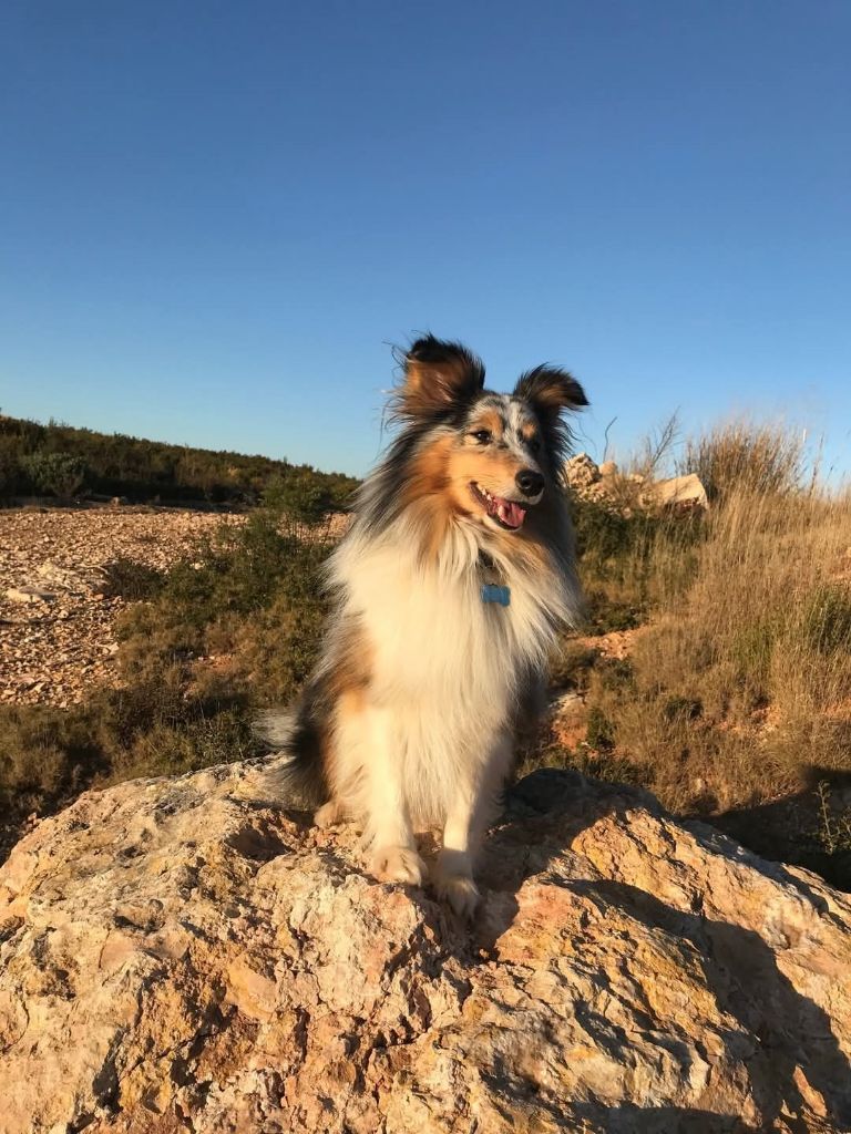 Tiago blue des Crocs de Provence