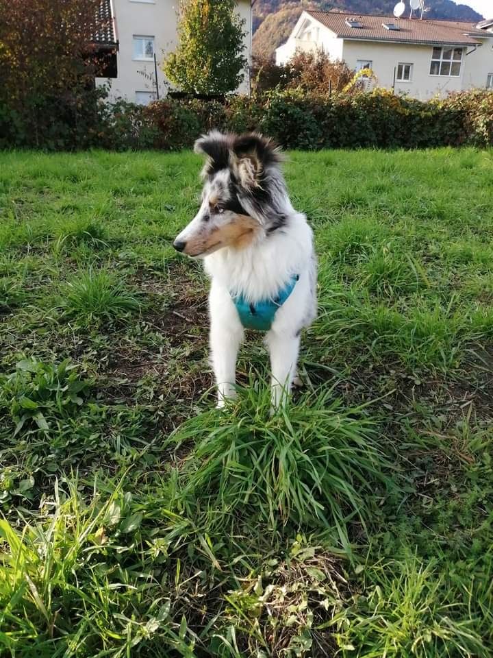 Roxie bleue des Crocs de Provence