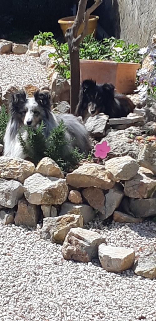 Jessy bleue des Crocs de Provence