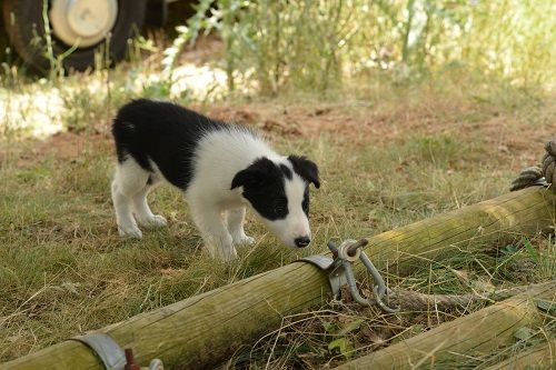 Odyssée des Crocs de Provence