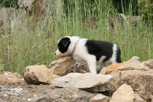 Odyssée des Crocs de Provence