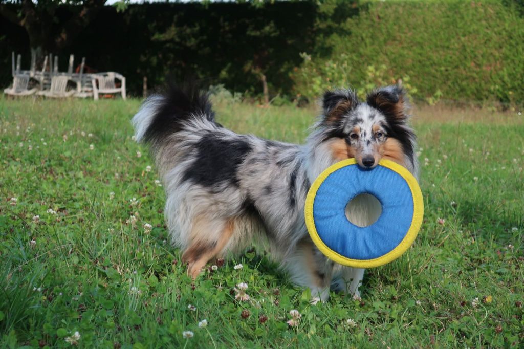 Olga papillon bleue des Crocs de Provence