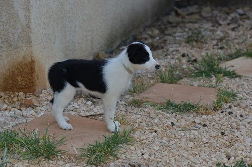 Odyssée des Crocs de Provence