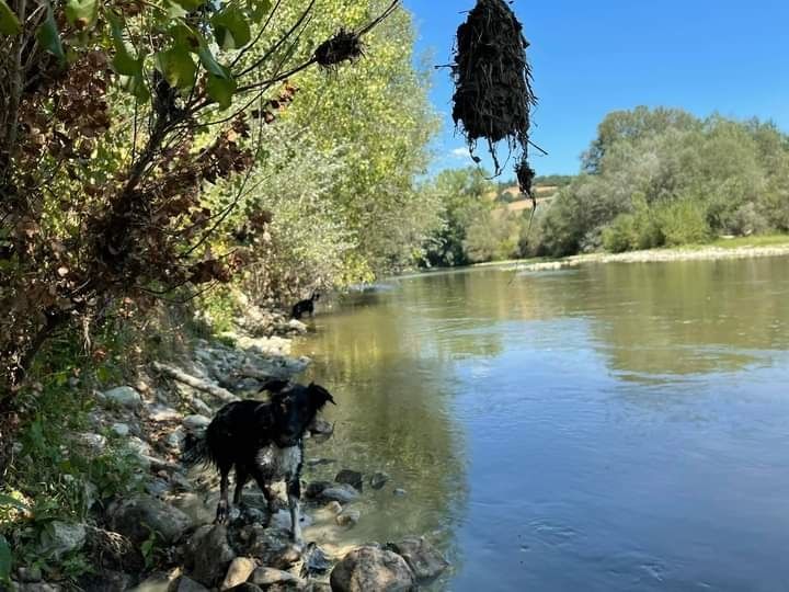 Rhaegal des Crocs de Provence