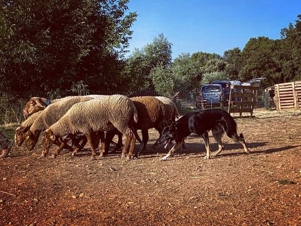 Sao des Crocs de Provence