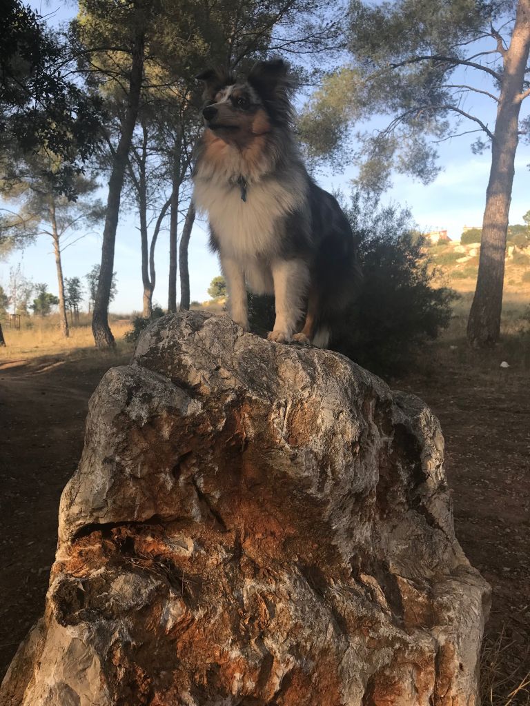 Tiago blue des Crocs de Provence