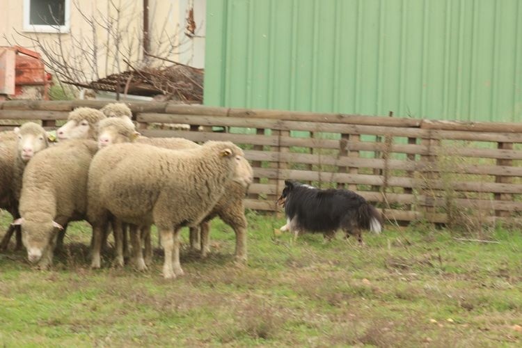 Haîku brune des Crocs de Provence