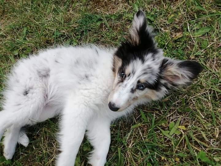 Roxie bleue des Crocs de Provence