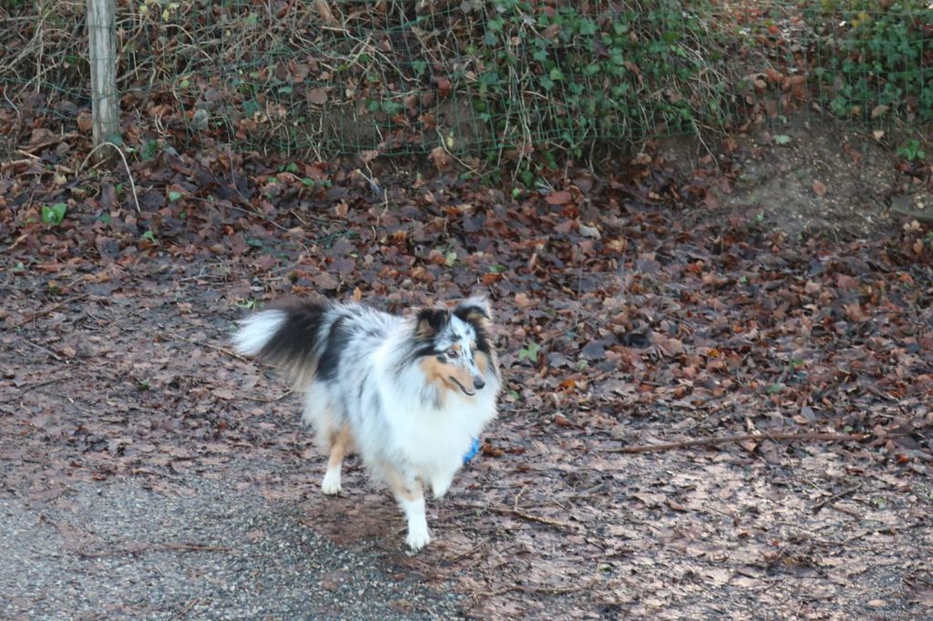 Olga papillon bleue des Crocs de Provence