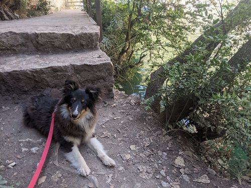 Super rocky brun des Crocs de Provence